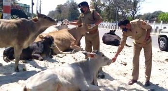 लॉक डाउन: जनसहयोग में जुटी पुलिस, पशुओं को भी खिला रही खाना