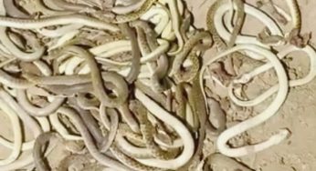 गोरखपुर में अचानक निकले सैकड़ों सांप, मची भगदड़