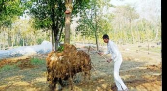 चिड़ियाघर में पौधे नहीं, अब लगाए जाएंगे पेड़