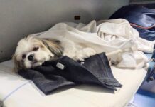 ट्रेन में किट्टू का सफर, बच्चों में कौतूहल, बड़ों का मनोरंजन