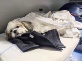 ट्रेन में किट्टू का सफर, बच्चों में कौतूहल, बड़ों का मनोरंजन