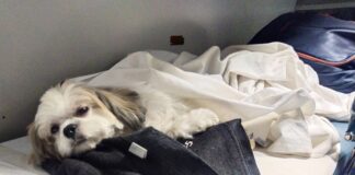 ट्रेन में किट्टू का सफर, बच्चों में कौतूहल, बड़ों का मनोरंजन