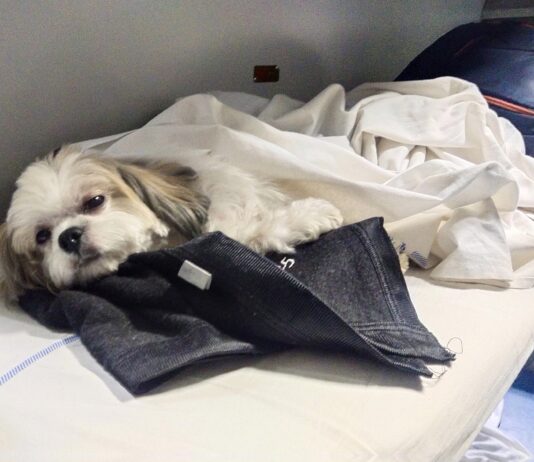 рдЯреНрд░реЗрди рдореЗрдВ рдХрд┐рдЯреНрдЯреВ рдХрд╛ рд╕рдлрд░, рдмрдЪреНрдЪреЛрдВ рдореЗрдВ рдХреМрддреВрд╣рд▓, рдмрдбрд╝реЛрдВ рдХрд╛ рдордиреЛрд░рдВрдЬрди