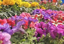 गोरखपुर में 22 फरवरी को खिलेगा वसंत का महोत्सव