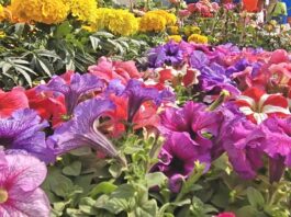 गोरखपुर में 22 फरवरी को खिलेगा वसंत का महोत्सव