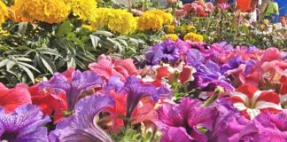 गोरखपुर में 22 फरवरी को खिलेगा वसंत का महोत्सव